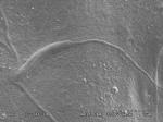 Toto 50 milionů let staré spermie červa je vědecký poklad