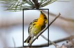 Ο ιστότοπος του Cornell μπορεί να αναγνωρίσει είδη πτηνών μέσω φωτογραφιών