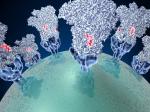 Vědci poprvé modelují infekční kousky koronaviru